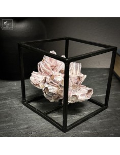 Balane MEGABALANUS... 2