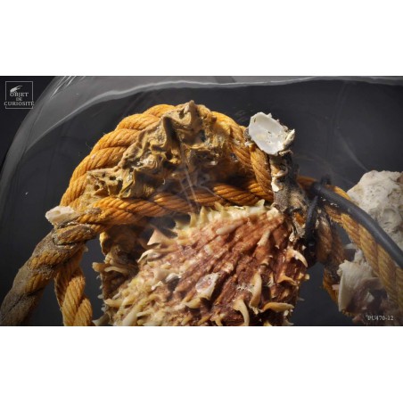 Déchet de la mer  : 2 spondyles sur corde sous globe