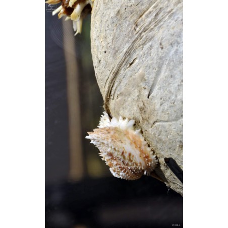 Spondyle sur noix de coco