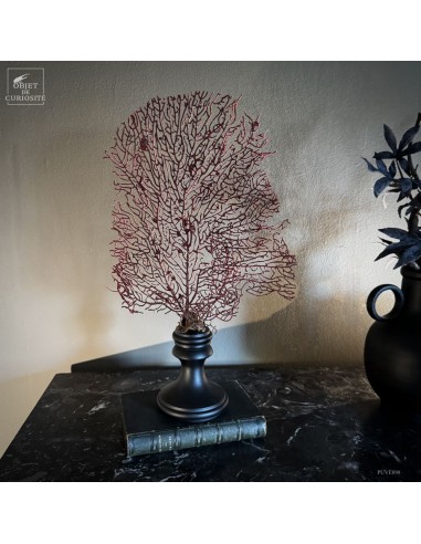 Red gorgonian ACABARIA BISERIALIS on...