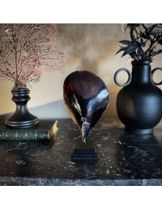 Coquillage ATRINA VEXILLUM...