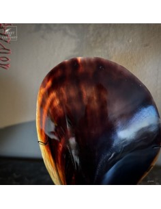 Coquillage ATRINA VEXILLUM... 2