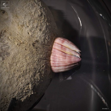 Spondyle sur noix de coco