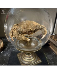 DROMIIDAE crab under glass... 2