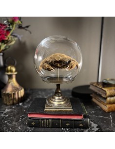 DROMIIDAE crab under glass...