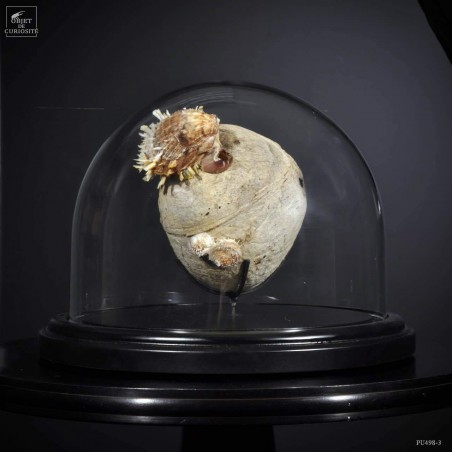 Spondyle sur noix de coco