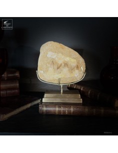 Mâchoire de MOSASAURUS...