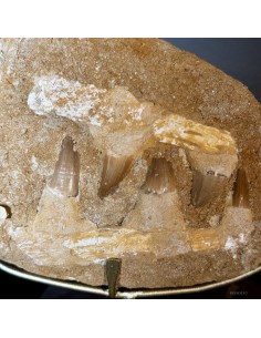 Mâchoire de MOSASAURUS... 2