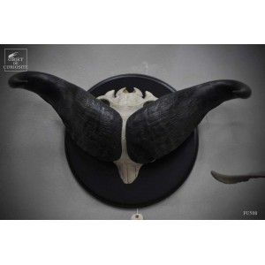 Enormous Cape Buffalo skull