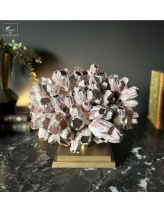 Balane MEGABALANUS...