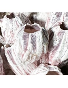 Balane MEGABALANUS... 2