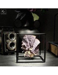 LOPHA CRISTAGALLI (huître...