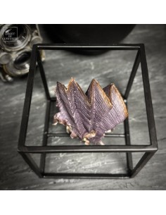 LOPHA CRISTAGALLI (huître... 2