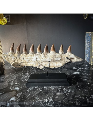 Mâchoire de MOSASAURUS (Maroc)