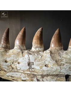 Mâchoire de MOSASAURUS (Maroc) 2