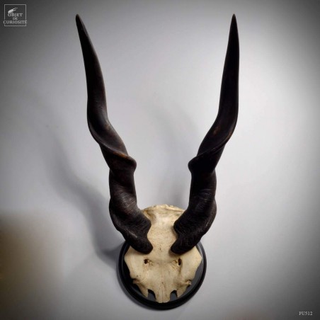 Eland trophy