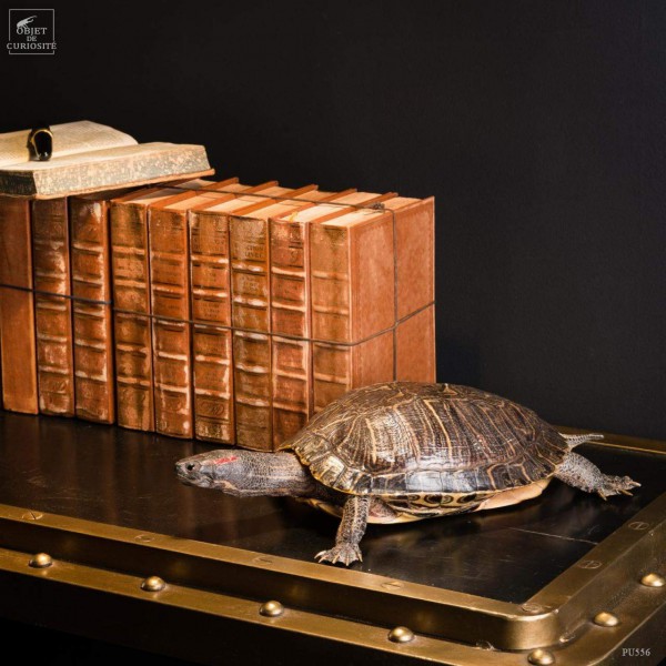 Taxidermy of red ear slider turtle