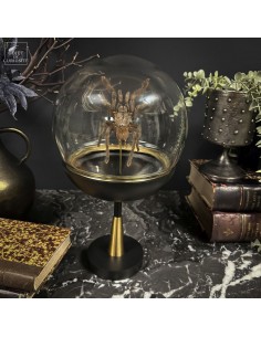 Mygale CYRIOPAGOPUS MINAX