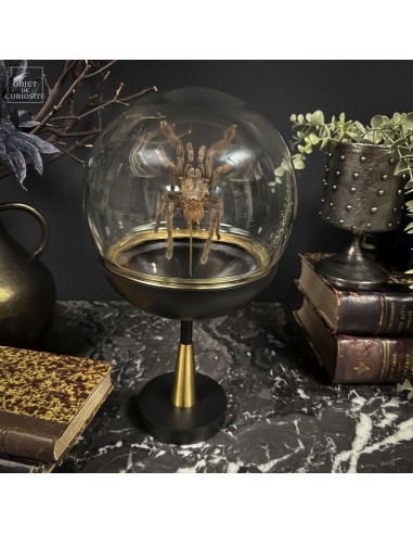 Mygale CYRIOPAGOPUS MINAX