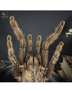 Mygale CYRIOPAGOPUS MINAX 2