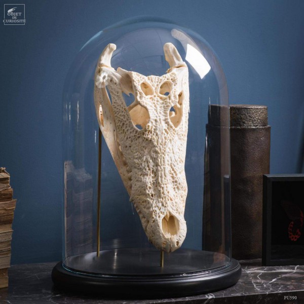 Skull of crocodile under glass
