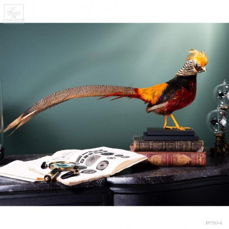 Golden pheasant on black stand