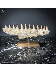 Mâchoire de MOSASAURUS (Maroc)