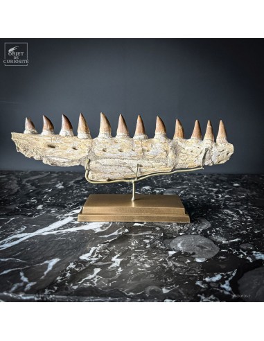 Mâchoire de MOSASAURUS (Maroc)