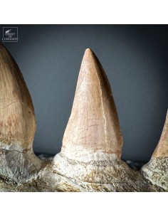 Mâchoire de MOSASAURUS (Maroc) 2