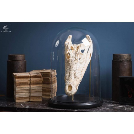 Skull of crocodile under glass