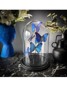 6 Blue butterflies -MORPHO...