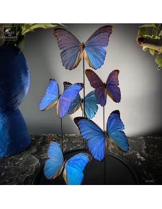 6 Papillons MORPHO MENELAUS 2