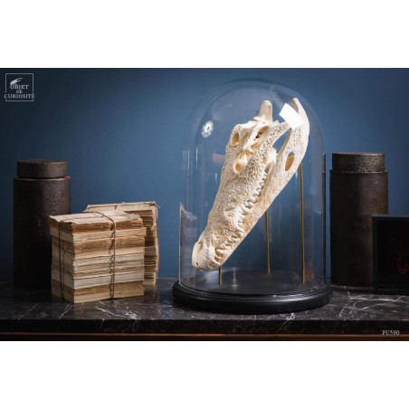Skull of crocodile under glass
