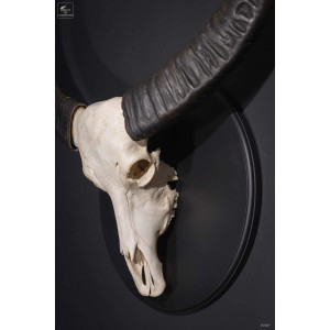 Laos swamp buffalo 2