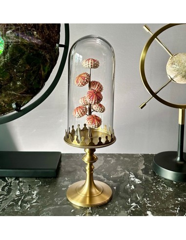 Tests d'oursin COELOPLEURUS MAILLARDI