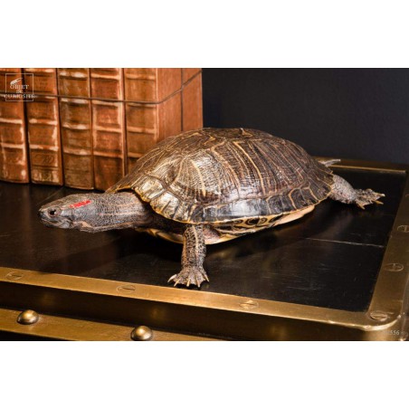 Taxidermy of red ear slider turtle
