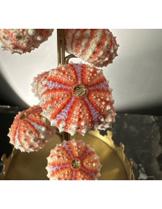 Sea urchin tests... 2