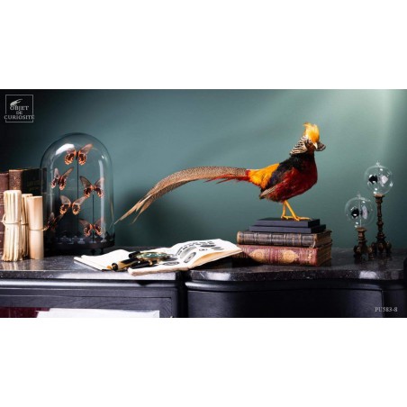 Golden pheasant on black stand