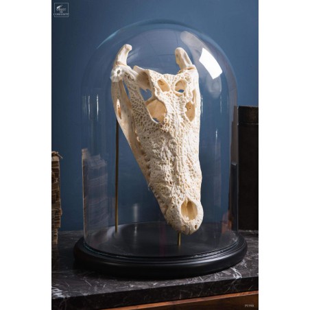 Skull of crocodile under glass