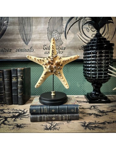 Étoile de mer Pentaceraster sur socle...