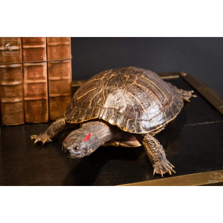 Taxidermy of red ear slider turtle