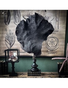 Purple fan sponge IANTHELLA...