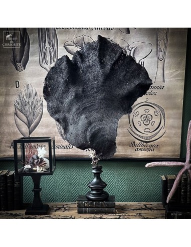 Purple fan sponge IANTHELLA BASTA