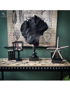 Purple fan sponge IANTHELLA... 2