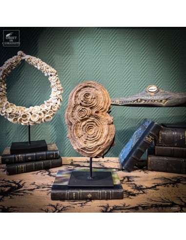 Stromatolite double sur support fer...