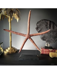 Etoile de mer 5 branches...