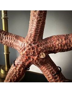 Etoile de mer 5 branches... 2