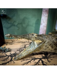 Naturalized crocodile 130cm 2