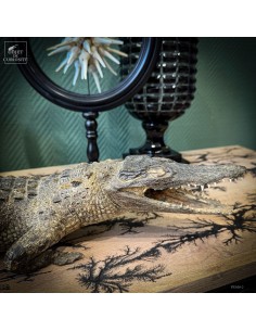 Taxidermy of a Nile...