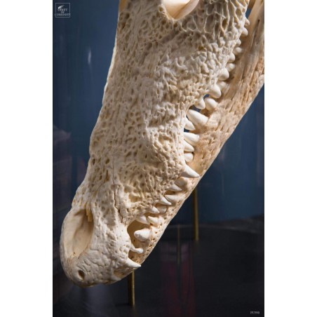 Skull of crocodile under glass